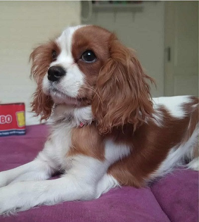 cavalier-king-charles-stenci-big-3
