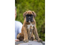 nemacki-bokser-small-1