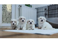 coton-de-tulear-small-0