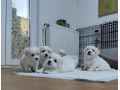 coton-de-tulear-small-1
