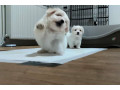 coton-de-tulear-small-2