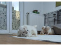 coton-de-tulear-small-3