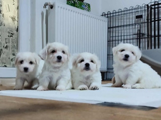 coton-de-tulear