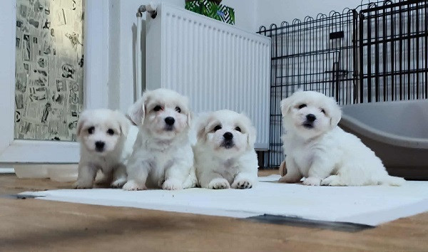 coton-de-tulear-big-0