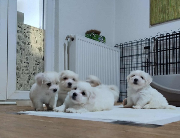 coton-de-tulear-big-1