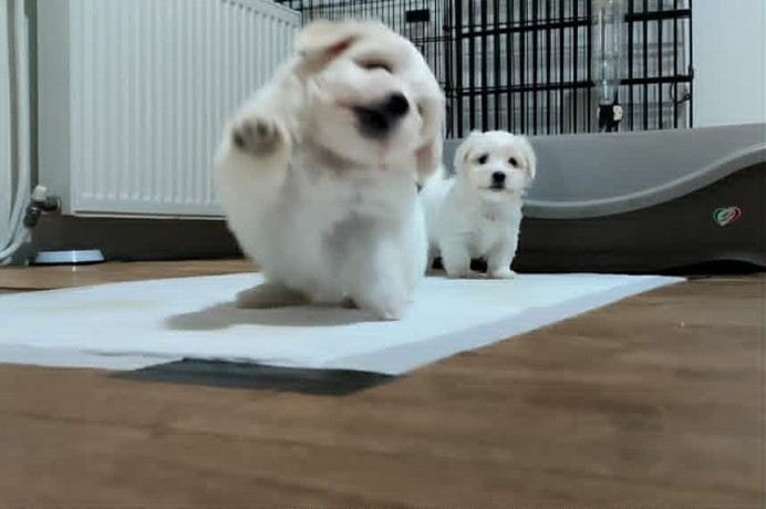 coton-de-tulear-big-2