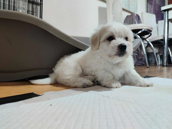 coton-de-tulear-big-4