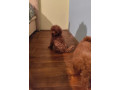 crvena-toy-pudla-small-0