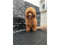 crvena-toy-pudla-small-1