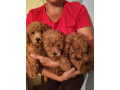 crvena-toy-pudla-small-2