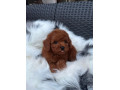 crvena-toy-pudla-small-3