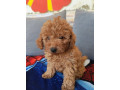 crvena-toy-pudla-small-4