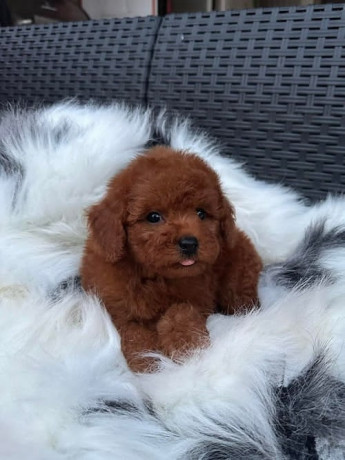 crvena-toy-pudla-big-3