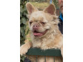 francuski-buldog-zenka-u-teranju-small-0