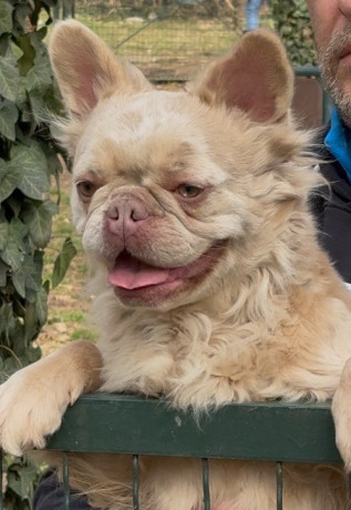 francuski-buldog-zenka-u-teranju-big-0