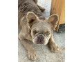 francuski-buldog-zenka-small-0