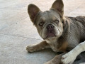 francuski-buldog-zenka-small-1