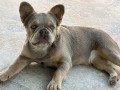 francuski-buldog-zenka-small-2