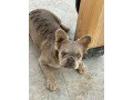 francuski-buldog-zenka-small-3