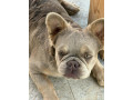 francuski-buldog-zenka-small-4