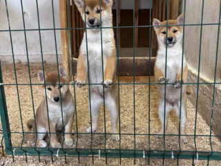 shiba-inu-stenci-od-vrhunskih-roditelja
