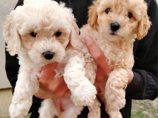 maltipoo-stenci