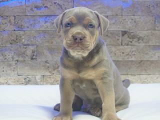pitbull-lilac-tricolor-stene
