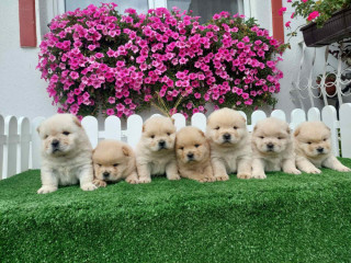 chow-chow-cau-cau-stenci