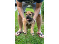 juznoafricki-mastif-boerboel-stenci-small-0