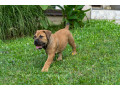 juznoafricki-mastif-boerboel-stenci-small-1