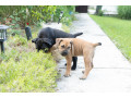 juznoafricki-mastif-boerboel-stenci-small-3