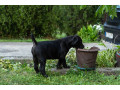 juznoafricki-mastif-boerboel-stenci-small-4