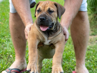 juznoafricki-mastif-boerboel-stenci