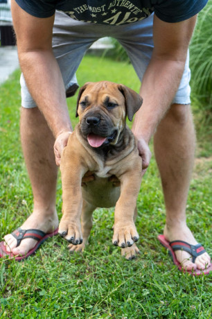 juznoafricki-mastif-boerboel-stenci-big-0