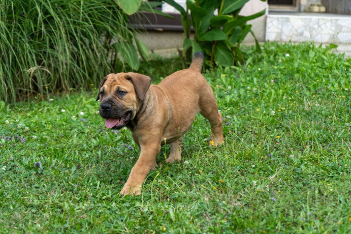 juznoafricki-mastif-boerboel-stenci-big-1