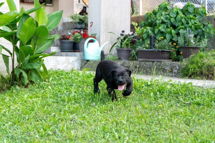 juznoafricki-mastif-boerboel-stenci-big-2