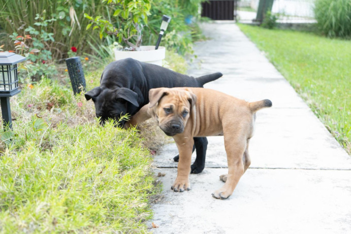 juznoafricki-mastif-boerboel-stenci-big-3