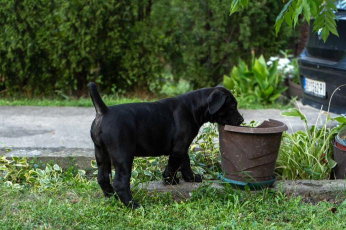 juznoafricki-mastif-boerboel-stenci-big-4