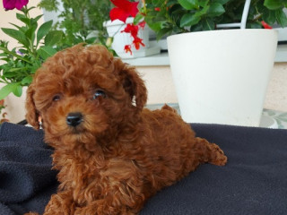 toy-teacup-crvena-pudla