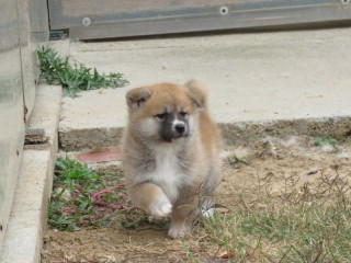 prodajemo-stence-japanskih-akita