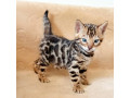 mmaestro-bengal-macici-small-0