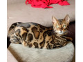 mmaestro-bengal-macici-small-1