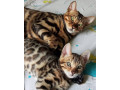 mmaestro-bengal-macici-small-2