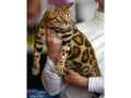 mmaestro-bengal-macici-small-3