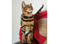 mmaestro-bengal-macici-small-4