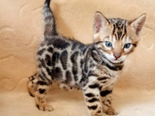mmaestro-bengal-macici