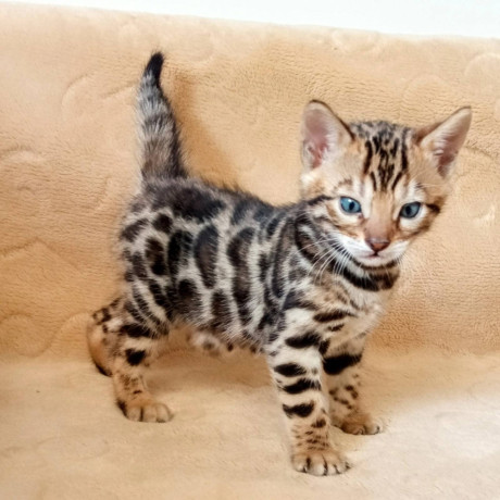 mmaestro-bengal-macici-big-0