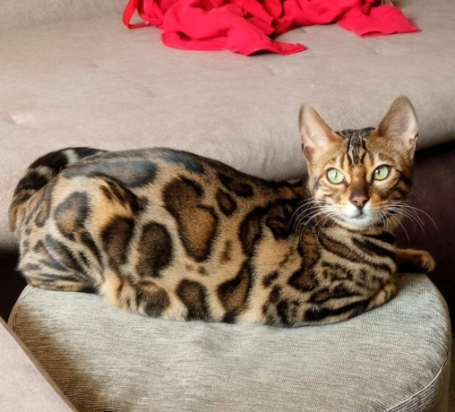 mmaestro-bengal-macici-big-1
