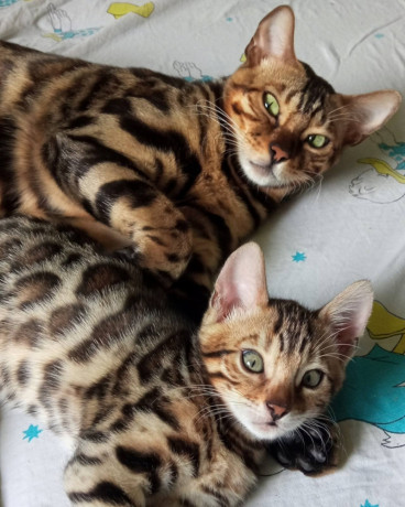 mmaestro-bengal-macici-big-2