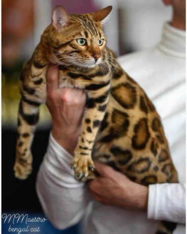 mmaestro-bengal-macici-big-3